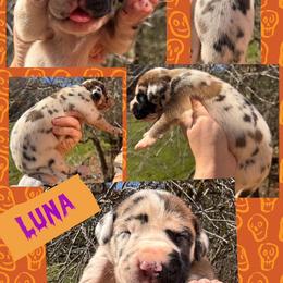 LUNA - Harlequin female Great Dane puppy in Wellsville, New York from Prophecy Danes