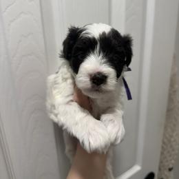 Tulip - Parti female Miniature Schnauzer puppy in Tacoma, Washington from MSR Mini Schnauzers