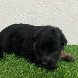 Bane - Black and red male German Shepherd puppy in Quartz Hill, California from Von Gonzalez Kennel