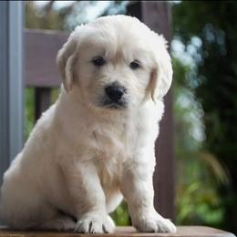 Liam - Light golden male Golden Retriever puppy in Saint Joe, Indiana from Golden Acres Farm