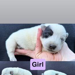 Half mask - Blue female Australian Cattle Dog puppy in Oregon from Willamette Valley Heelers