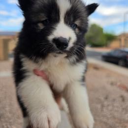 Puppy 3 - Agouti and white female Siberian Husky puppy in Buckeye, Arizona from Anime Huskies