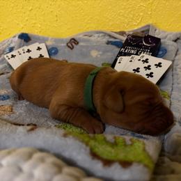 Clubs - Yellow male Labrador Retriever puppy in Melrose, New Mexico from ECMO Farm Dalmatians & Labrador Retrievers
