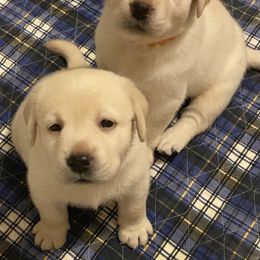 Labrador Retriever Puppies from Tobyan Labradors