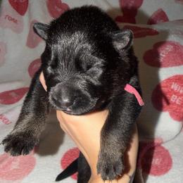 Pink Color - Bi-color male German Shepherd puppy in Davenport, Florida from Pray Love Shepherd Kennels