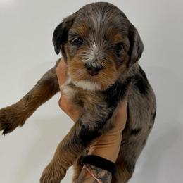 Sol - Blue merle female Bernedoodle puppy in Horseshoe Bend, Idaho from Over the Moon Poodles and Doodles