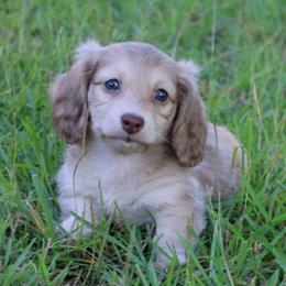 Dachshund puppies from Destiny's Dachshunds