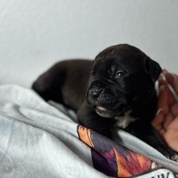 Boy 4 - Black male Cane Corso puppy in Perris, California from P1 Family Canines