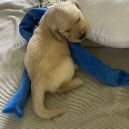 Golden Retriever Puppies from Sweeter Than Honey Golden Retrievers, LLC.
