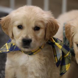 Eira - Golden male Golden Retriever puppy in Payette, Idaho from Stonewick Retrievers