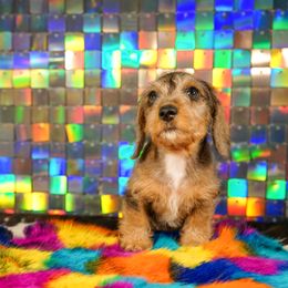 American Corgi, Dachshund, and Pembroke Welsh Corgi Puppies from Shining A Lowriders & Co.