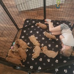 Goldendoodle Puppies from KK's Doodle Bunch
