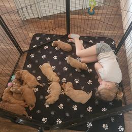 Goldendoodle Puppies from KK's Doodle Bunch