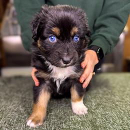 Casserole (green) - Black tri-color male Australian Shepherd puppy in Falmouth, Kentucky from Queen City Farm
