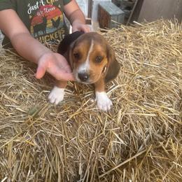 Puppy 3 - Black white and tan male Beagle puppy in Martinton, Illinois from Iroquois River Beagles