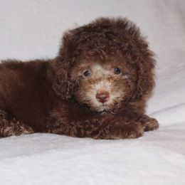 Poodle Puppies from Pawsh Petites