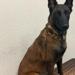 Molly - Mahogany female Belgian Malinois puppy in China Spring, Virginia from Childress Creek Kennels