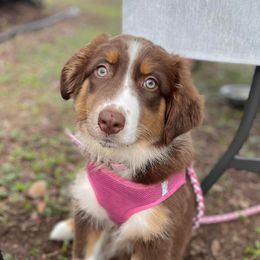 Aussiedoodles, Australian Shepherds, and Poodles from Loyal Liberty Aussies