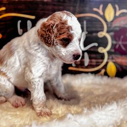 Hickory - Apricot male Aussiedoodle puppy in Orange Cove, California from Sand Creek Ranch Aussiedoodles