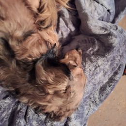 Zach - Dachshund