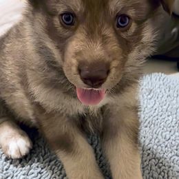 Tavi Ka - male Native American Indian Dog puppy in Granby, Colorado from Turtle Island NAIDs