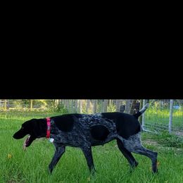 Rhea - German Shorthaired Pointer