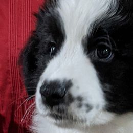 Girl 5 - Border Collie puppy in Kingston, Ohio from Old Hickle Place