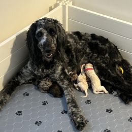 Goldendoodles from Pearls Perfect Pups