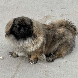 Woogie - Pekingese