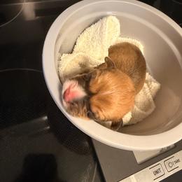 Cedar - Red male Pembroke Welsh Corgi puppy in New Port Richey, Florida from Spots and Sploots