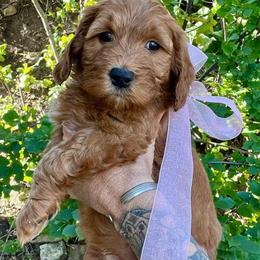 Aspen's Pink Female - Apricot female Goldendoodle puppy in Great Falls, Montana from Montana Goldendoodles