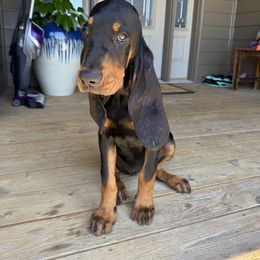 Snowball - Black and tan female Black and Tan Coonhound puppy in Sioux Falls, South Dakota from Tinkers hounds