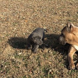 Cane Corso Puppies from Black Magic Cane Corso