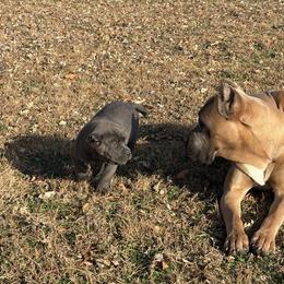 Cane Corso Puppies from Black Magic Cane Corso