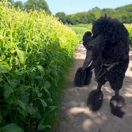 Pegasus - Poodle