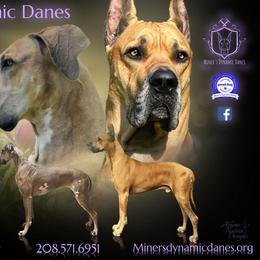 Great Dane puppies from Miner's Dynamic Danes