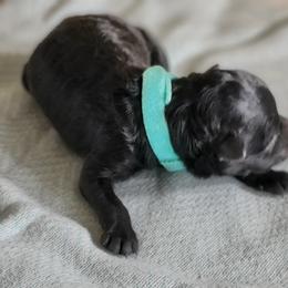 Pumi Puppies from Marylynn Carrasco