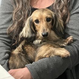 Maiden - Dachshund