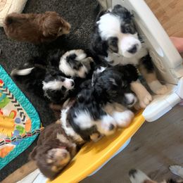 Aussiedoodle Puppies from North Idaho Miniature Aussiedoodles