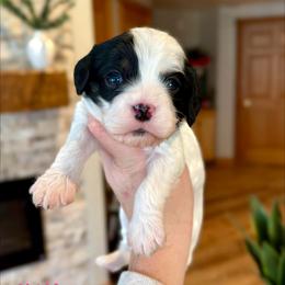 Chiffon - Black and white female Cavapoo puppy in Midland, Michigan from Northern Charm Farm