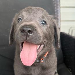 Winston- Orange - Charcoal male Dilute Retriever puppy in Marion, Illinois from Summer Lovin’ Labradors of Southern Illinois