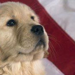 Golden Retrievers from Micin’s Retrievers