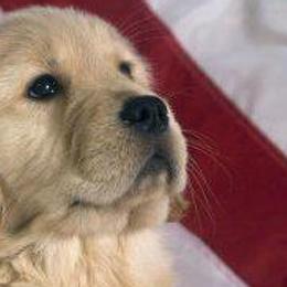 Golden Retrievers from Micin’s Retrievers