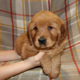 Saffron - Dark golden male Golden Retriever puppy in New Weston, Ohio from Bertke AKC Golden Retrievers and Bernese Mountain Dogs