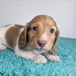 Male Piebald (lighter male) - Piebald male Dachshund puppy in Belle Rive, Illinois from Akin's Miniature Dachshunds, LLC