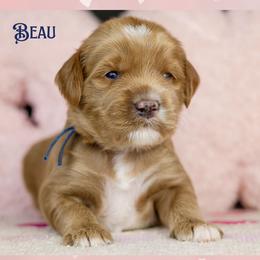 Beau - Red male Australian Labradoodle puppy in Redding, California from Shasta Royal Monroe Puppies