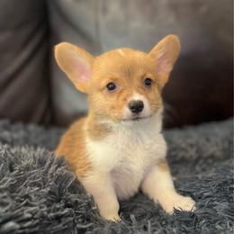 WM M3 - Red male Pembroke Welsh Corgi puppy in Stockton, Iowa from Infinity Corgis