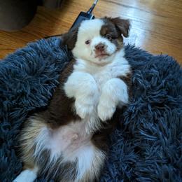 Miniature American Shepherd and Miniature Australian Shepherd Puppies from Husker Mini Aussies