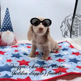 Nugget - Cream female Dachshund puppy in Prairieville, Louisiana from Southern Barron Danes & Dachshunds