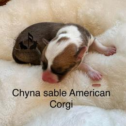 Chyna - Sable and white female American Corgi puppy in Casper, Wyoming from Flying Note Shorties